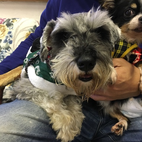 【今日の里帰りワンコ🐶シュナウザーのこう君💕】＆支援物資ありがとうございます💑＆今日のニャンコキャスト🐱
